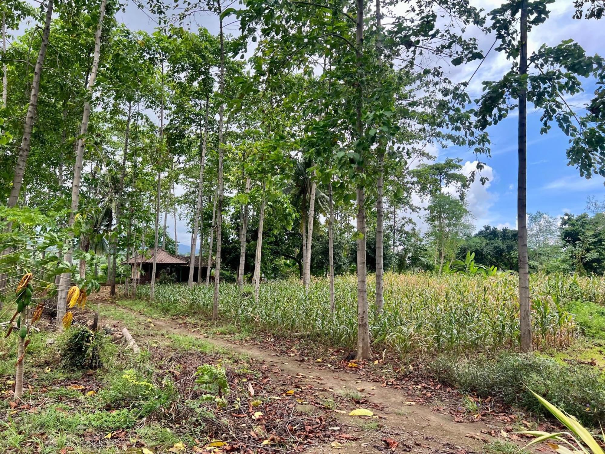 Pohon Purba Resort & Restaurant Labuhan Pandan Exteriör bild